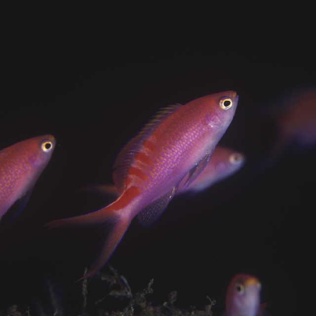 Pseudanthias lori